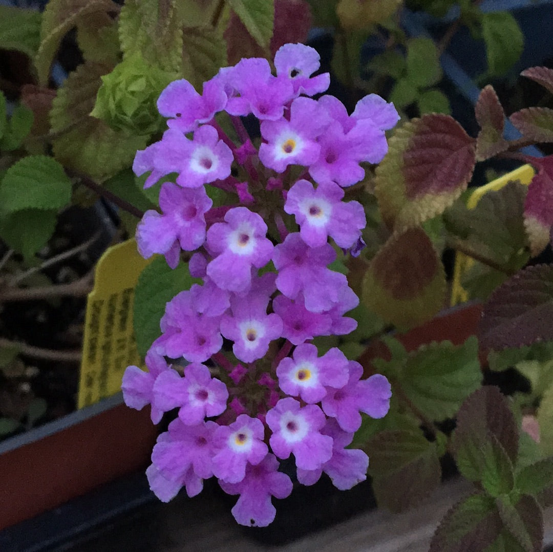 lavender lantana plant Lantana montevidensis (1 qt)