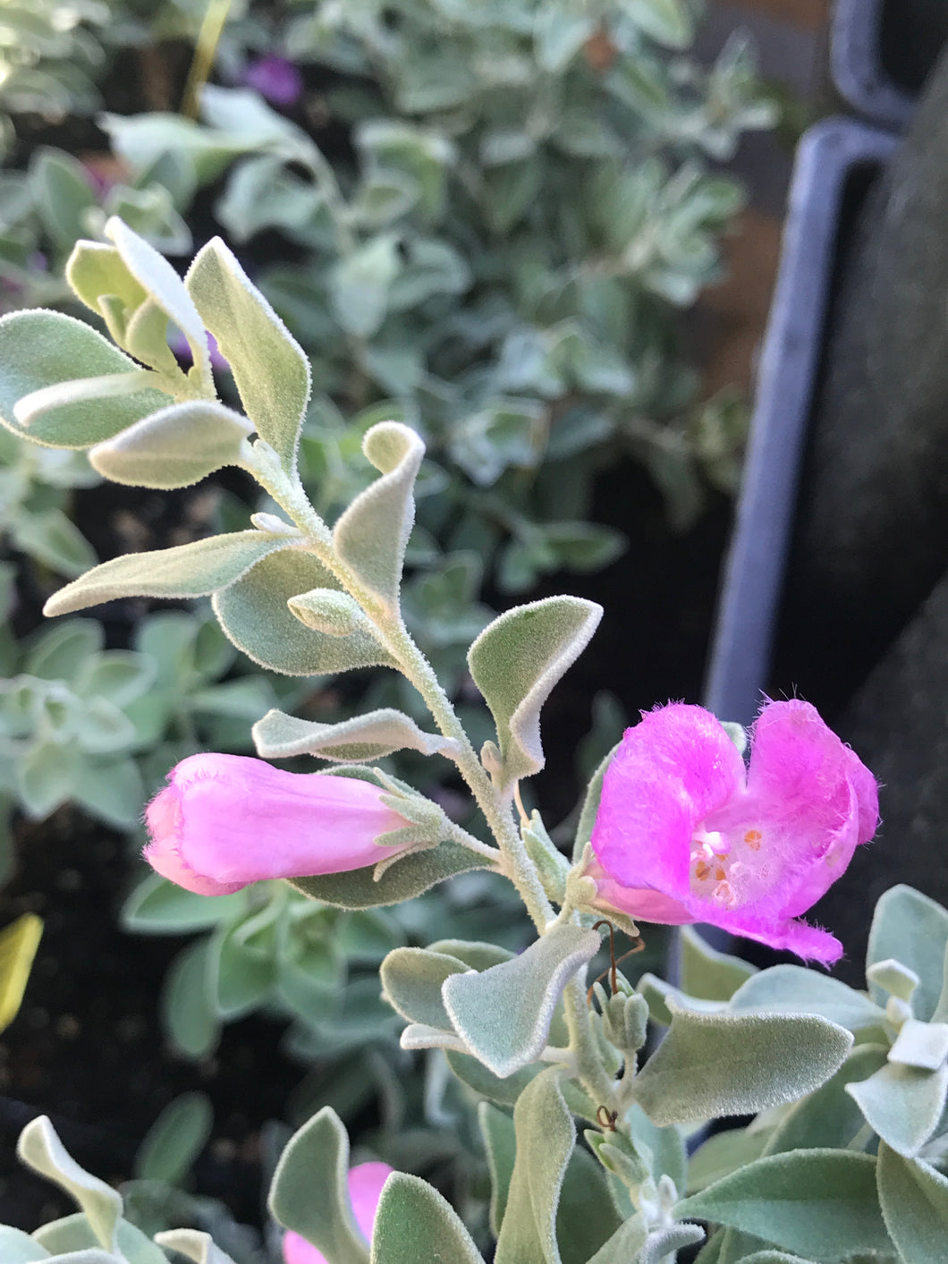 Leucophyllum frutescens (1 qt) | Texas Ranger (1 qt)