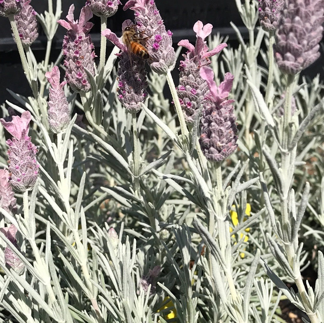 ghostly princess lavender plant Lavandula stoechas pendunculata 'Ghostly Princess' (4")