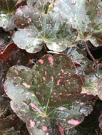 Heuchera 'Midnight Rose' (1 qt) | Midnight Rose Coral Bells (1 qt)