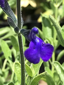 Salvia greggii 'Blue Note' (1 qt) | Blue Note Autumn Sage (1 qt)