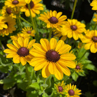 Rudbeckia hirta 'Toto' | Black Eyed Susan