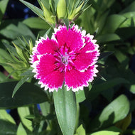 Dianthus 'Telstar Purple Picotee' (4