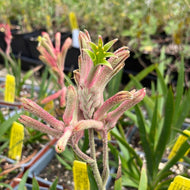 Anigozanthos 'Kanga Cherry' (1qt) | Dwarf Cherry Kangaroo Paw (1qt)