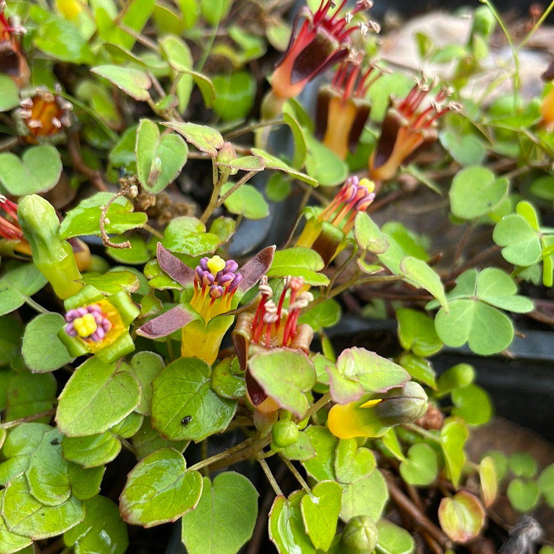 Fuchsia procumbens | Creeping Fuchsia – Morningsun Herb Farm