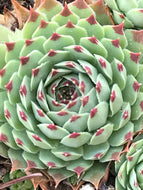 Sempervivum 'Sir William Lawrence' (4