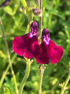 Salvia 'Amethyst Lips' (1 qt) | Amethyst Lips Sage (1 qt)
