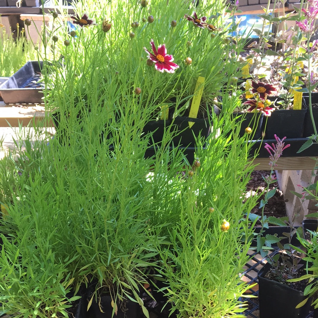 Coreopsis 'Ruby Frost' | Ruby Frost Tickseed – Morningsun Herb Farm