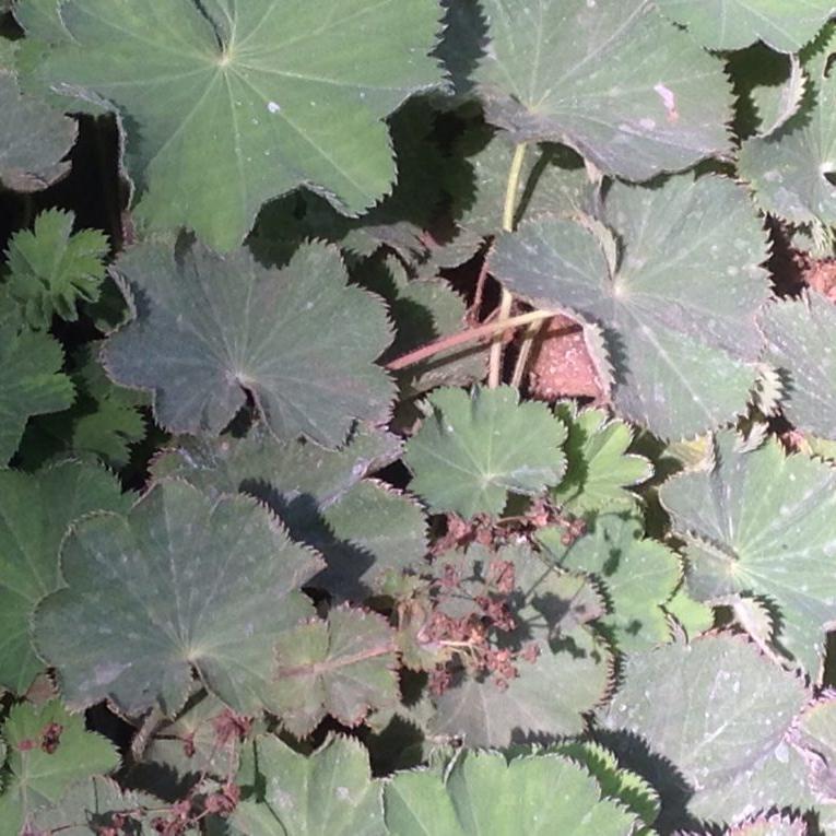 alchemilla plant Alchemilla mollis (4