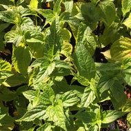 Salvia oxyphora (1 qt) | Bolivian Hummingbird Sage (1 qt)