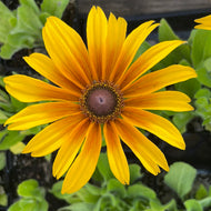 Echibeckia 'Summerina Butterscotch Biscuit' (1 qt) | Butterscotch Biscuit Echibeckia (1 qt)