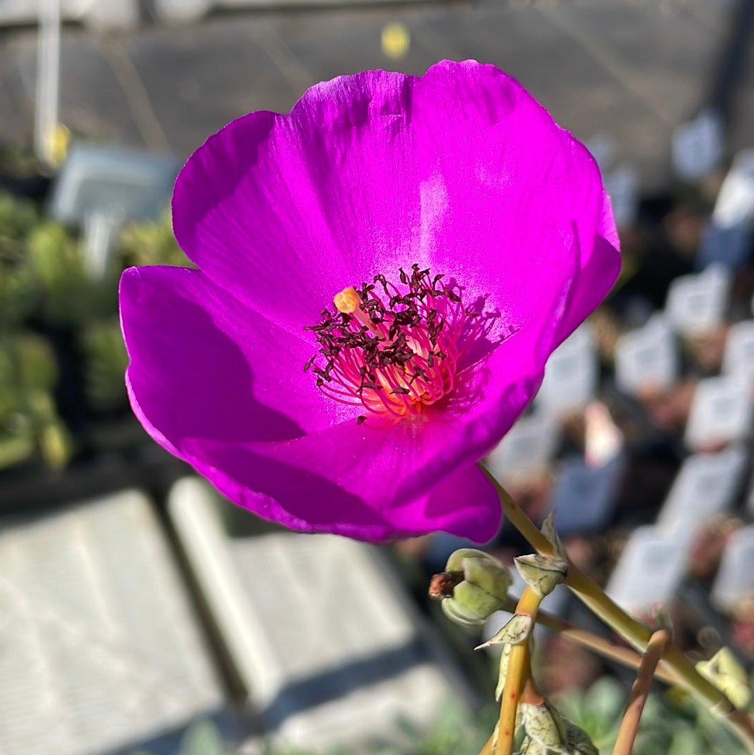 Calandrinia spectabilis (4