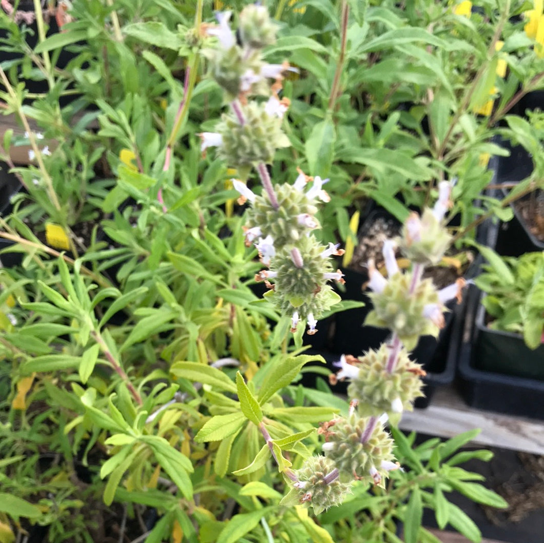 Salvia brandegeei (1 qt) | Santa Rosa Island Sage (1 qt)
