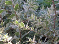 Myrtus communis 'Compacta Variegata' (1 qt) | Dwarf Variegated Myrtle (1 qt)