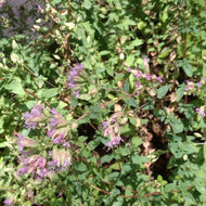 Origanum 'Santa Cruz' (1 qt) | Santa Cruz Oregano (1 qt)