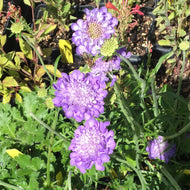 Scabiosa columbaria 'Giga Blue' (1 qt) | Giga Blue Pincushion Flower (1 qt)