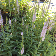 Veronica longifolia 'First Memory' (1 qt) | First Memory Speedwell (1 qt)