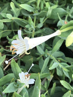 Epilobium canum 'Summer Snow' (1 qt) | Summer Snow California Fuchsia (1 qt)