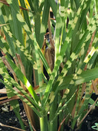 Miscanthus sinensis 'Strictus' (1 qt) | Porcupine Grass (1 qt)