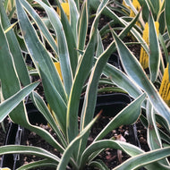 Yucca gloriosa 'Variegata' (1 qt) | Spanish Dagger (1 qt)