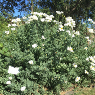Romneya coulteri (1 gal) | Matilija Poppy (1 gal)
