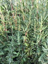 Load image into Gallery viewer, Salvia clevelandii &#39;Winifred Gilman&#39; (1 qt) | Cleveland Sage (1 qt)

