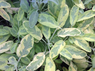 Salvia officinalis 'Aurea' (4
