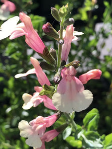 Salvia greggii 'Sierra San Antonio' (1 qt) | Sierra San Antonio Autumn Sage (1 qt)