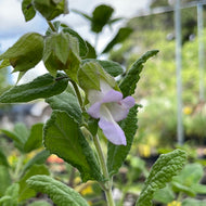 Lepechinia calycina (4