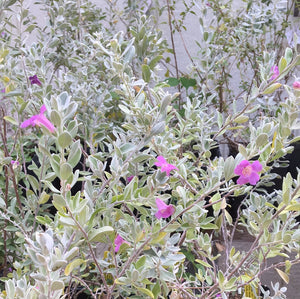 Leucophyllum frutescens (1 qt) | Texas Ranger (1 qt)