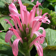 Justicia carnea (1 qt) | Jacobinia, Brazilian Plume (1 qt)