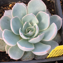 Load image into Gallery viewer, Echeveria subsessilis &#39;Blue&#39;
