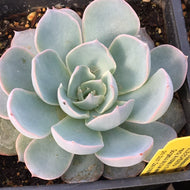 Echeveria subsessilis 'Blue' (4