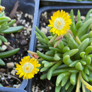 Delosperma 'Jewel of Desert Peridot' (4