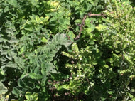 Origanum vulgare 'Hot and Spicy' (4