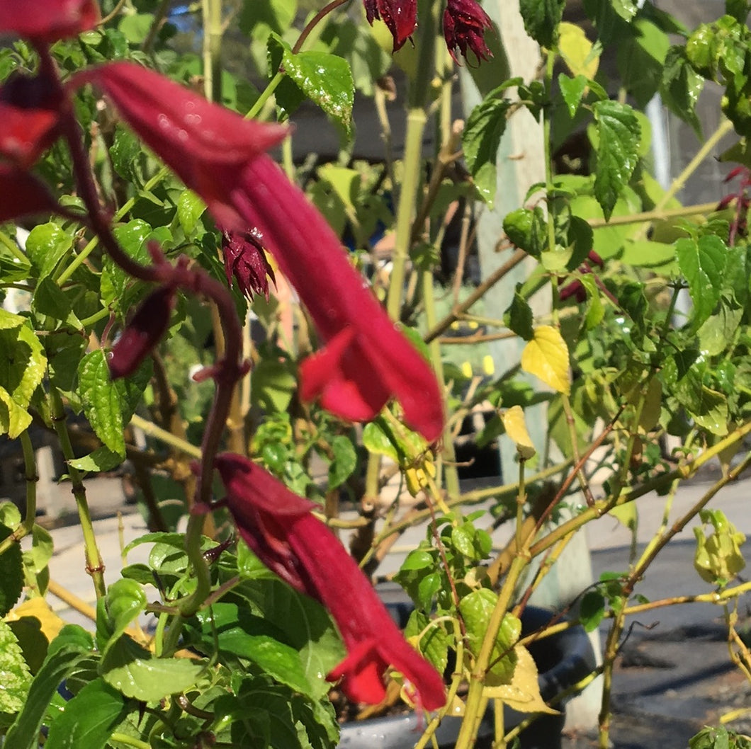 Salvia splendens 'Van houtii' (1 qt) | Scarlet Sage (1 qt)