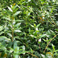 Myrtus communis (1 qt) | Sweet Myrtle (1 qt)