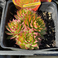Sempervivum 'Gold Nugget' (4