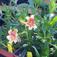 Mimulus 'Changeling' (1 qt) | Changeling Sticky Monkey Flower (1 qt)