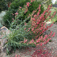 Penstemon barbatus 'Schooley's Coral' (1 qt) | Schooley's Coral Penstemon (1 qt)