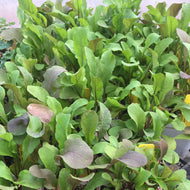 Eruca sativa (3.5