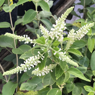 Aloysia virgata (1 qt) | Sweet Almond Verbena (1 qt)
