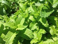 Mentha x villosa 'Mojito' (4