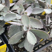 Load image into Gallery viewer, Kalanchoe pumila &#39;Silver Grey&#39;
