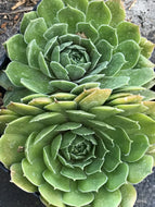 Sempervivum 'Commander Hay' (4