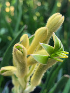 Anigozanthos 'Kanga Yellow' (1 qt) | Dwarf Yellow Kangaroo Paw (1 qt)