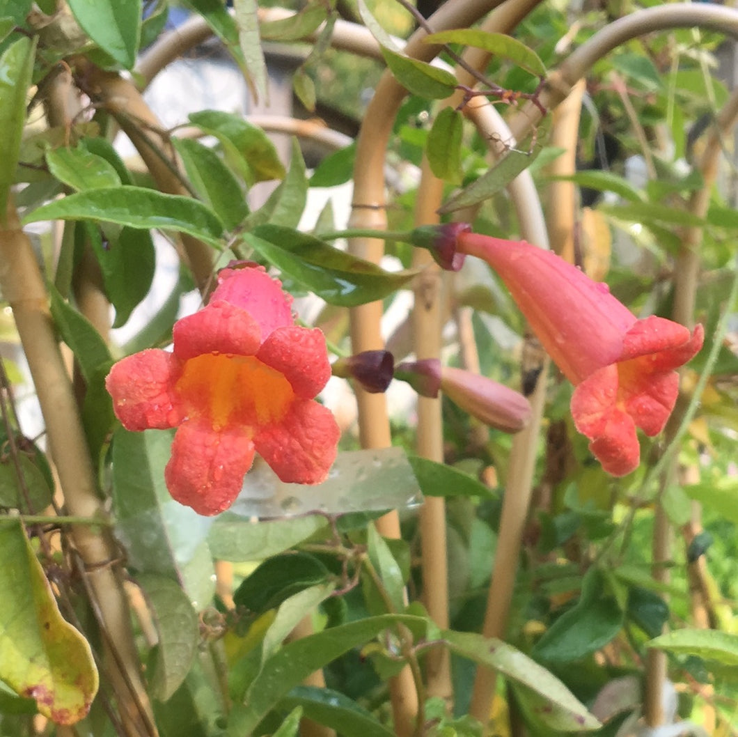 Bignonia capreolata 'Tangerine Beauty' (1 qt)| Tangerine Beauty Trumpet Vine (1 qt)