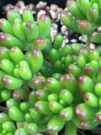 Sedum 'Pork and Beans' (1 qt) | Pork and Beans Stonecrop (1 qt)