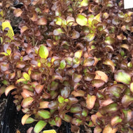 Coprosma repens 'Pina Colada' (1 qt)| Pina Colada Mirror Bush (1 qt)