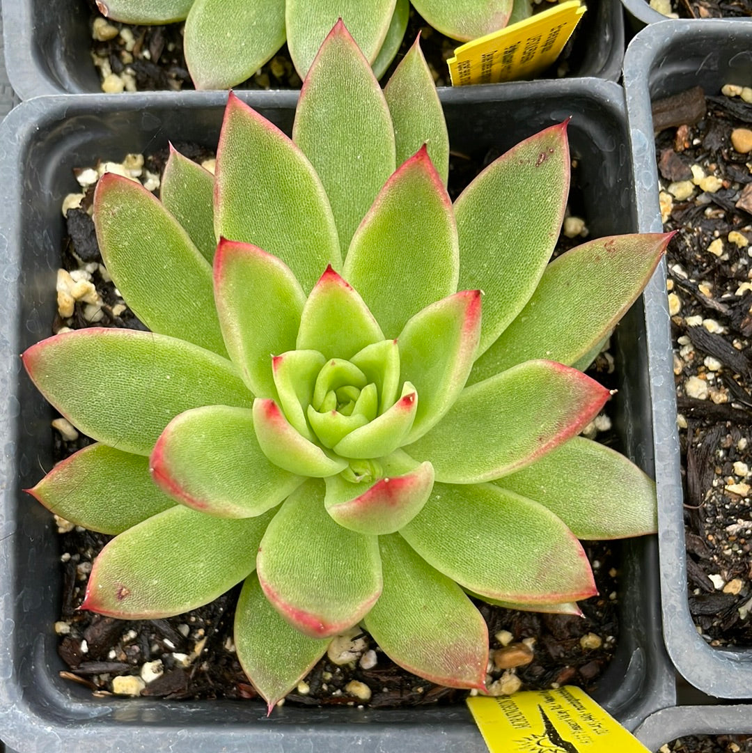 echeveria agavoides succulent Echeveria agavoides (4")